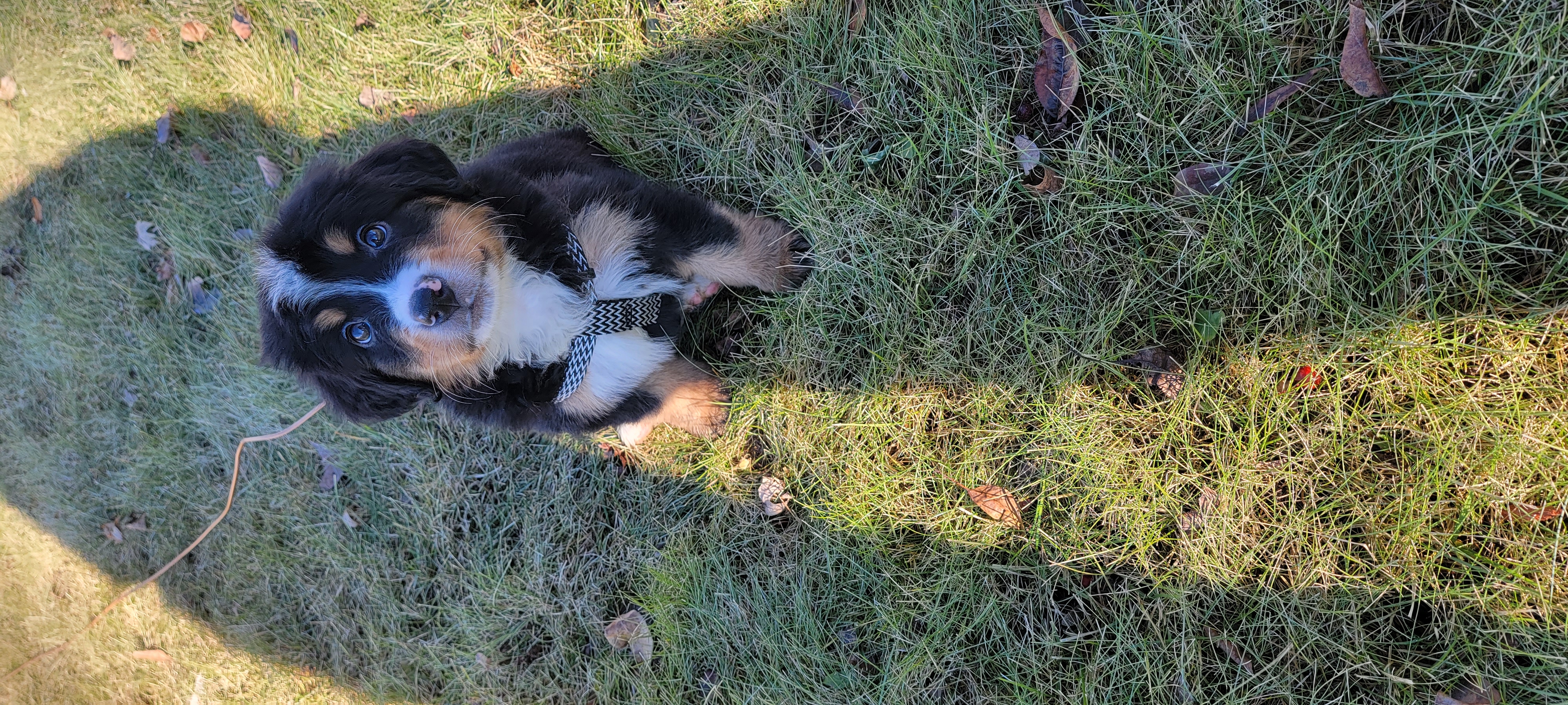 Bear sitting outside