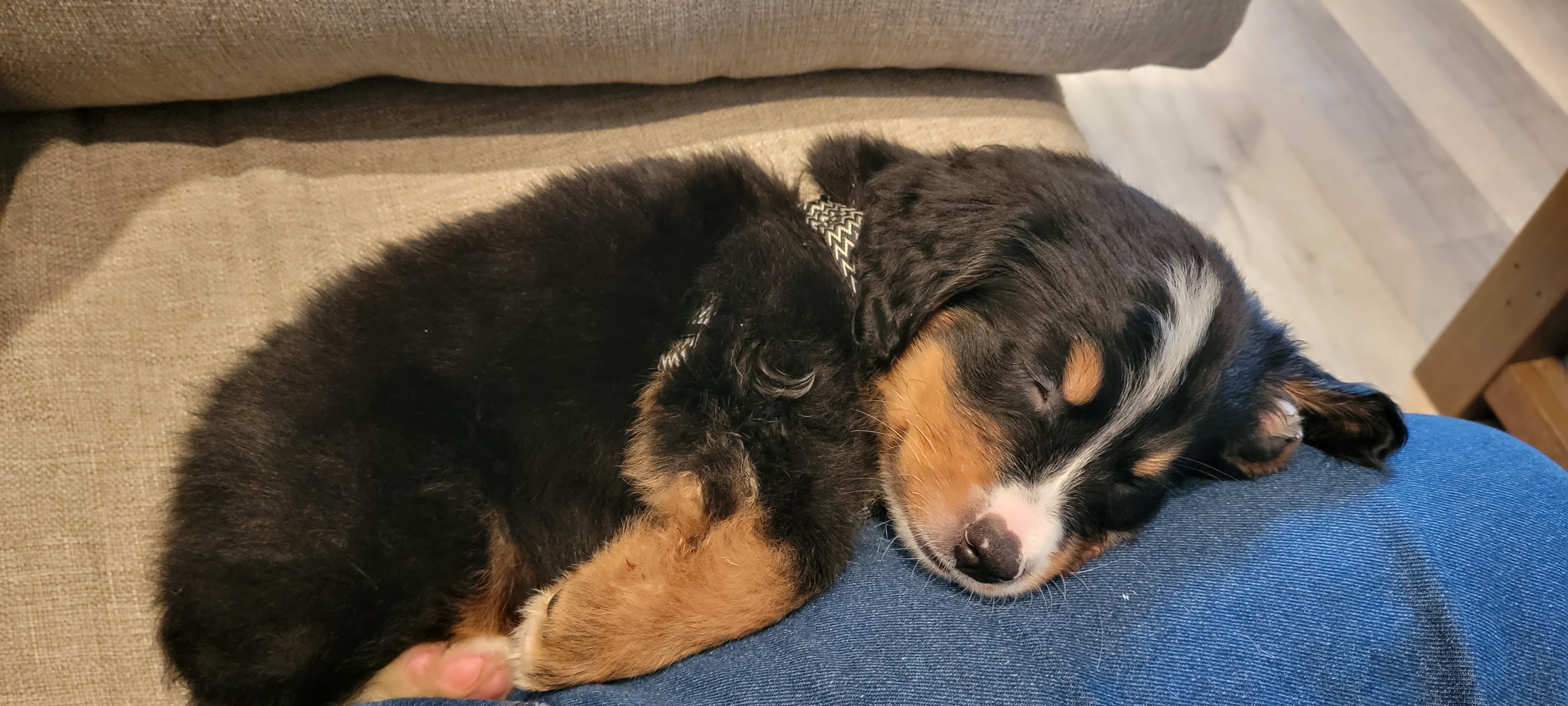 Bear sleeping on leg