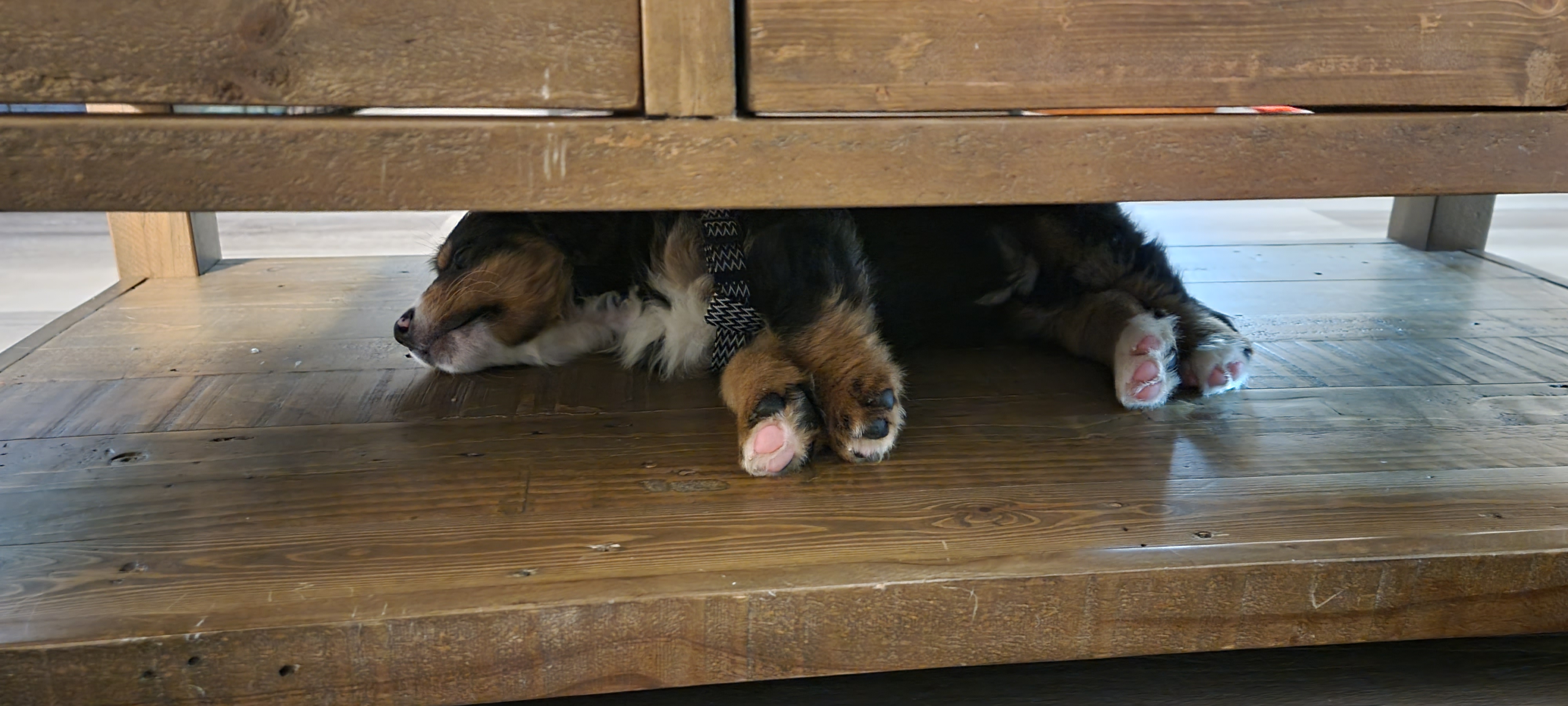 Bear sleeping in table