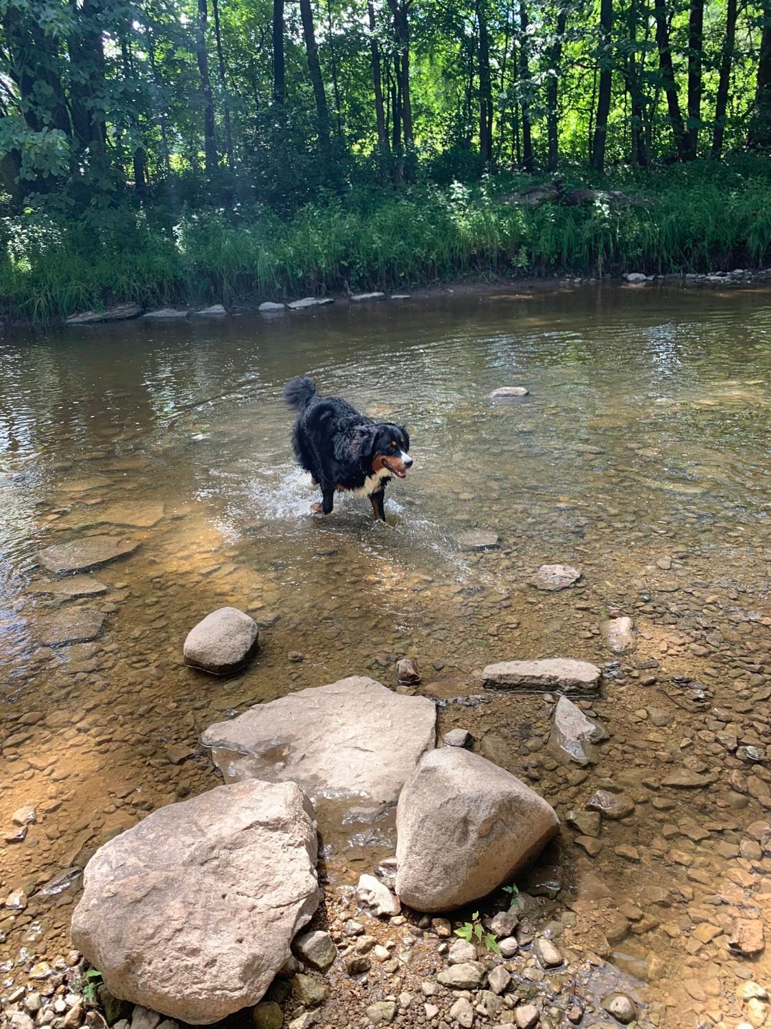 Bear playing in creek